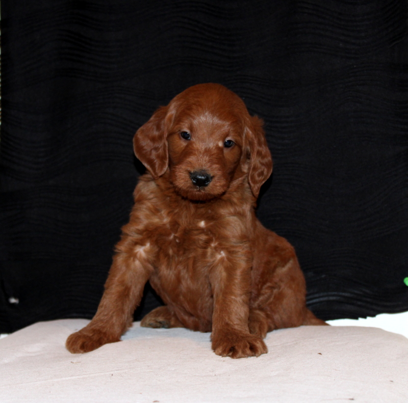 puppy, for, sale, Mini Goldendoodle F1, Matthew B. Stoltzfus, dog, breeder, Gap, PA, dog-breeder, puppy-for-sale, forsale, nearby, find, puppyfind, locator, puppylocator, aca